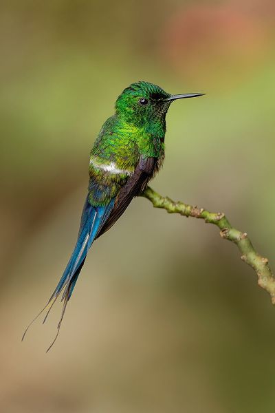 Jones, Adam 아티스트의 Green Thorntail hummingbird perched on plant-Costa Rica작품입니다.